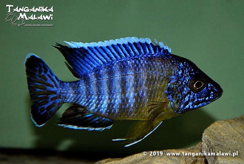 Aulonocara stuartgranti 'Gallireya Reef'